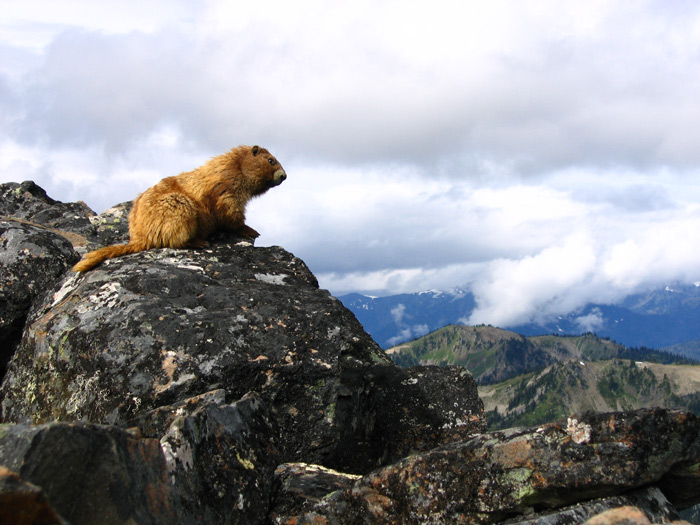Olympic National Park Seeks Volunteers to Survey Marmots