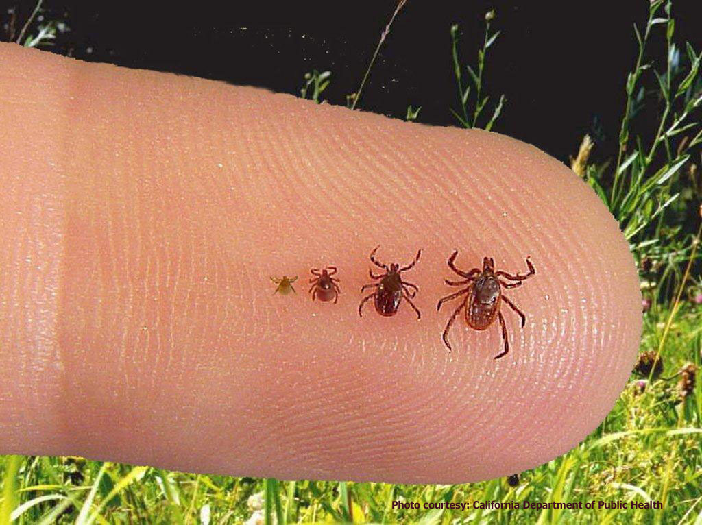 Keeping Ticks and Pests from Crashing Your Campsite