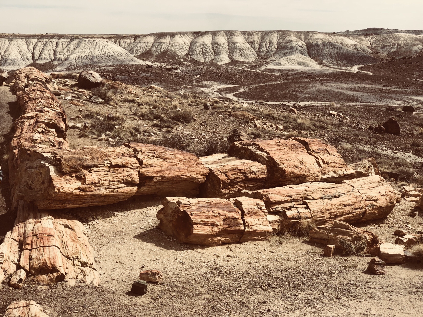 Episode 41 — Petrified Forest and RV Entertaining