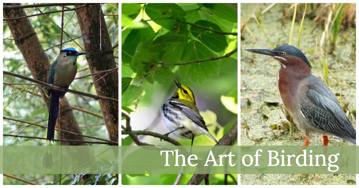 The Art of Birding