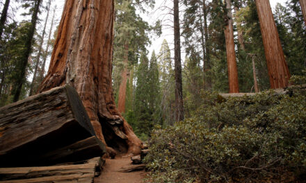 Giant Sequoias Could Get New Federal Protection