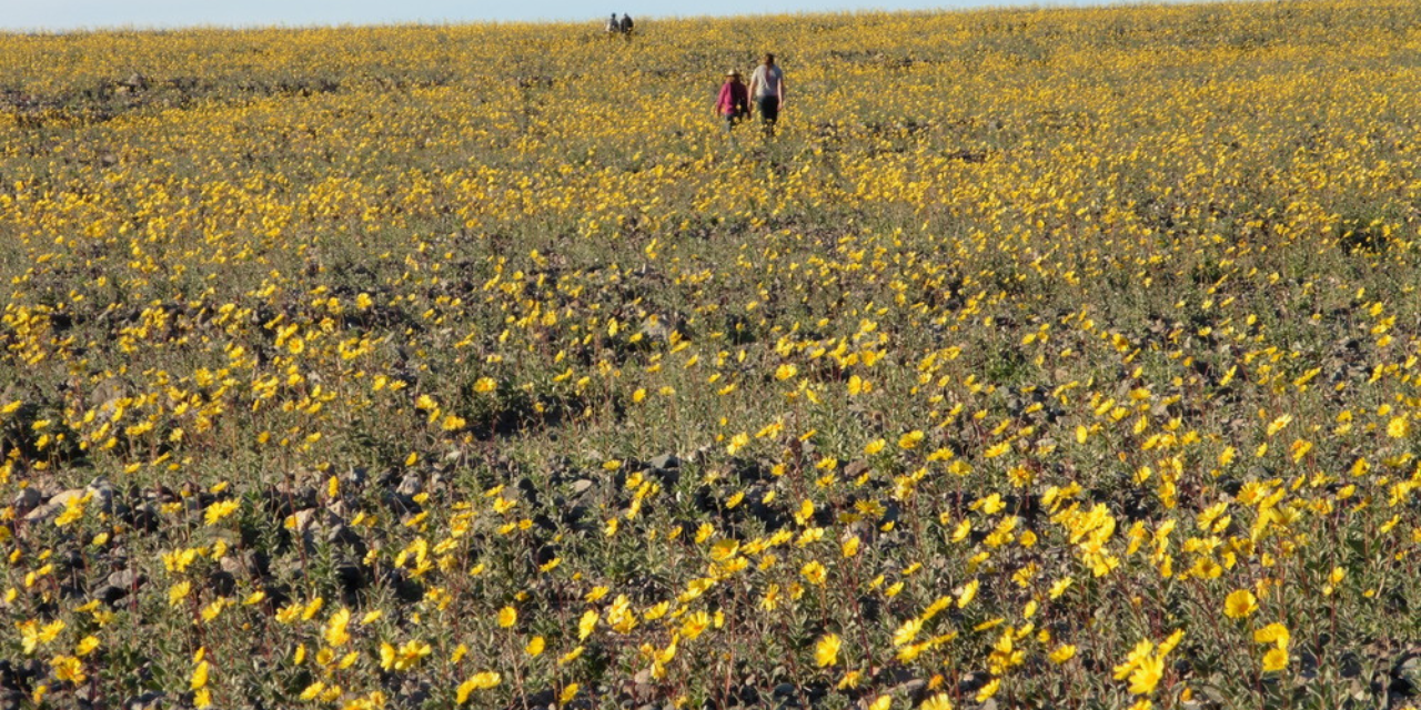 Death Valley Wildflowers Blooming in Best Display Since 2016