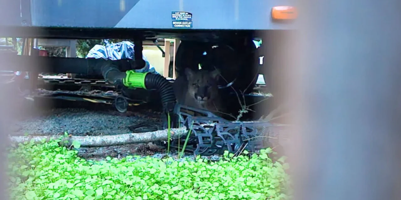 Cougar Spotted Under Woman’s RV at British Columbia Park