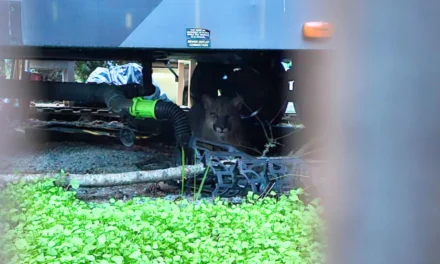 Cougar Spotted Under Woman’s RV at British Columbia Park