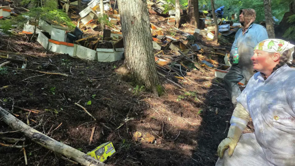Beekeepers respond after a truck carrying commercial bee hives overturned near Crater Lake in Oregon