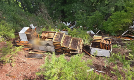 Millions of Honeybees Spill Near Crater Lake After Truck Crash