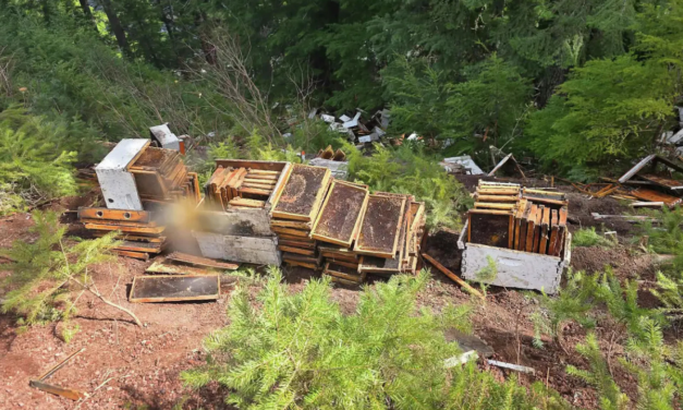 Millions of Honeybees Spill Near Crater Lake After Truck Crash