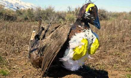 Grand Teton Tests Robotic Birds to Help Save Real Ones