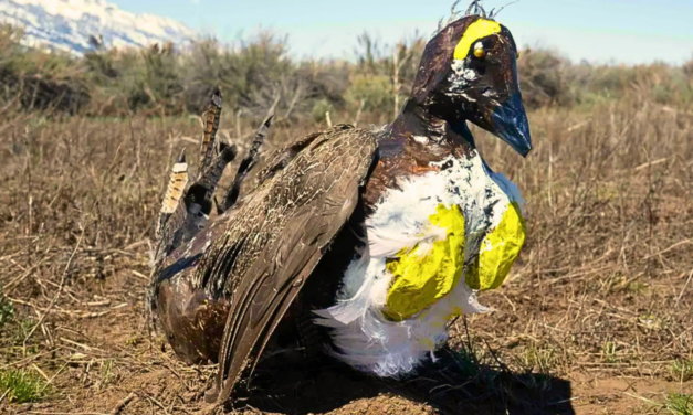 Grand Teton Tests Robotic Birds to Help Save Real Ones