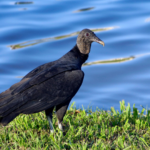33 Black Vultures Found Dumped in Great Smoky Mountains National Park