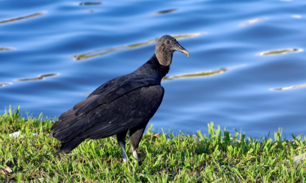 33 Black Vultures Found Dumped in Great Smoky Mountains National Park