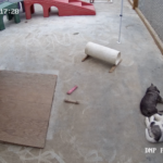 Denali’s Sled Dog Puppy Cam Is Back With Five Future Canine Rangers