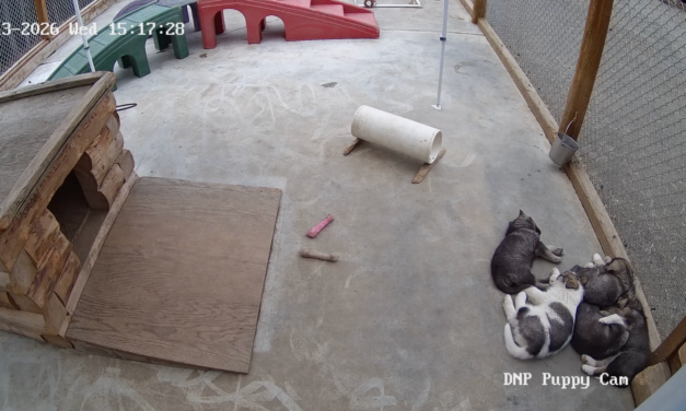 Denali’s Sled Dog Puppy Cam Is Back With Five Future Canine Rangers