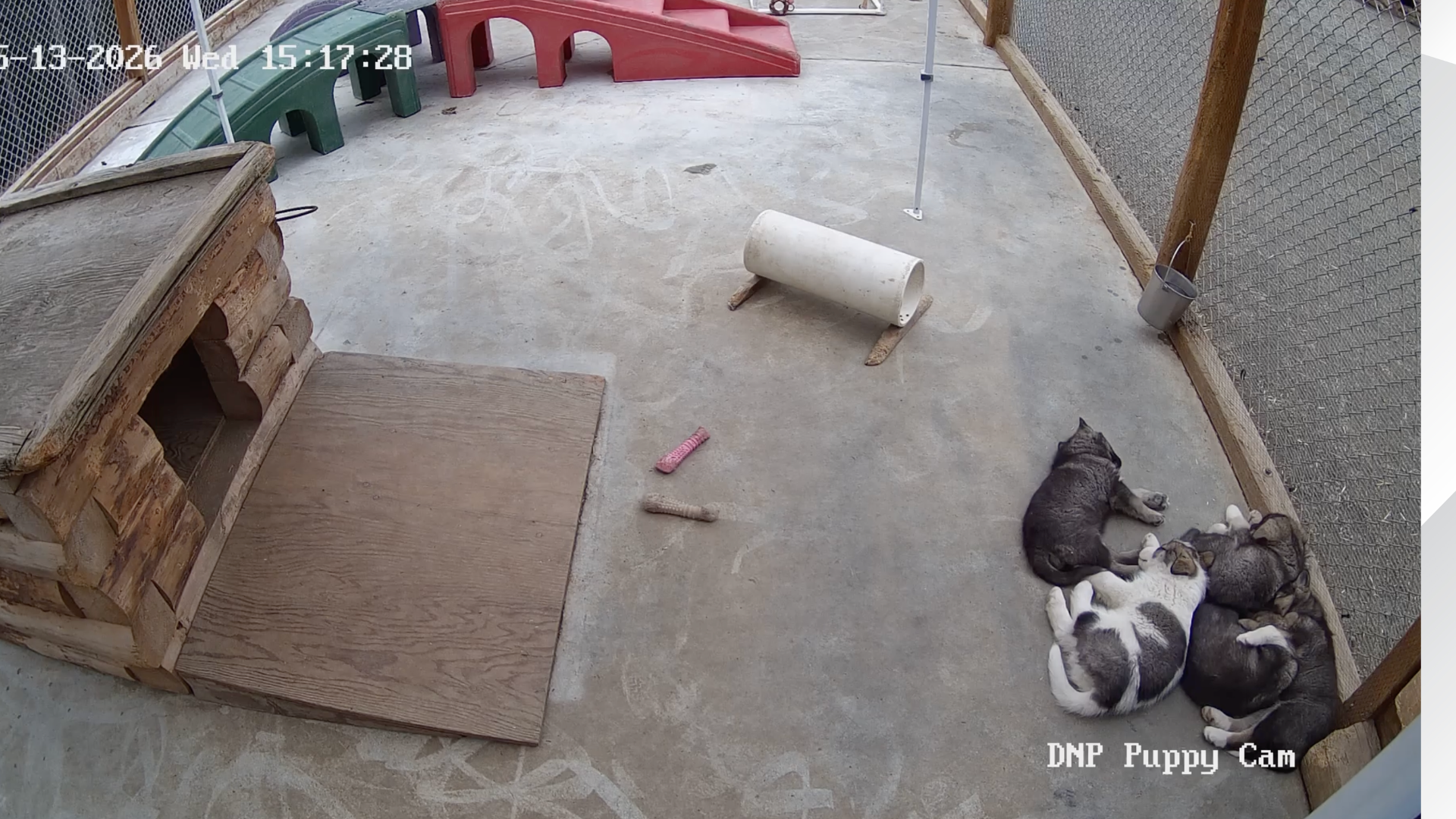 Denali’s Sled Dog Puppy Cam Is Back With Five Future Canine Rangers