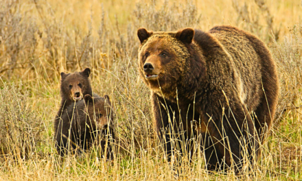 Yellowstone Bear Attack Injures Two Hikers Near Old Faithful