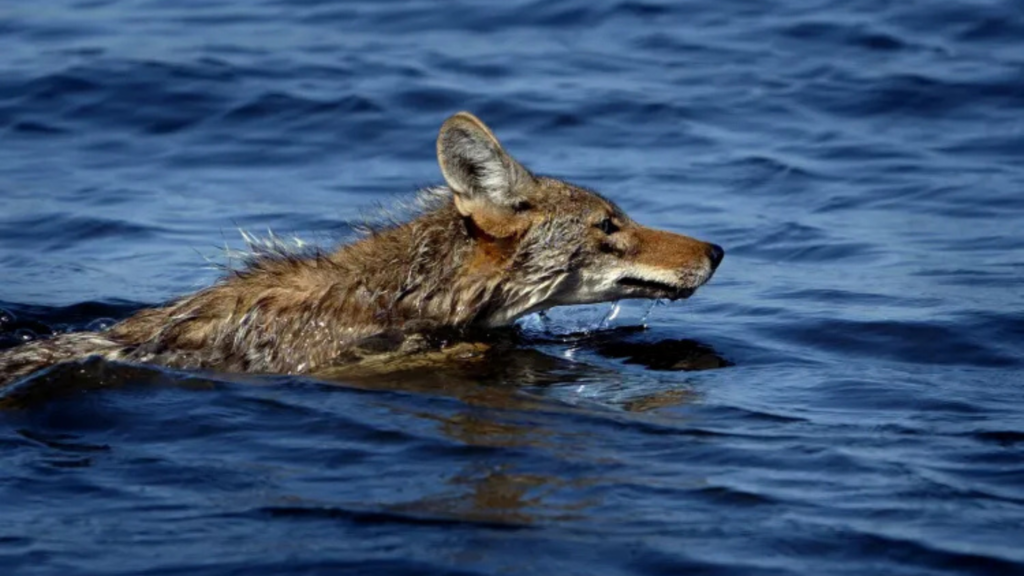 Alcatraz coyote mystery solved by DNA evidence from Angel Island population
