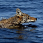 DNA Reveals Alcatraz’s Mystery Coyote Likely Swam From Angel Island