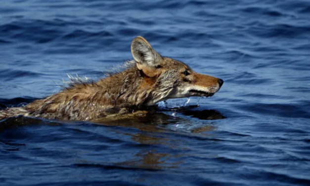 DNA Reveals Alcatraz’s Mystery Coyote Likely Swam From Angel Island